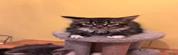 Mixed Breed cats for sale: 4 kittens looking for home in North Hampshire - Advert 5