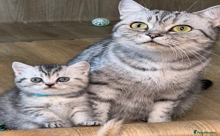British Shorthair cats - Advert 2