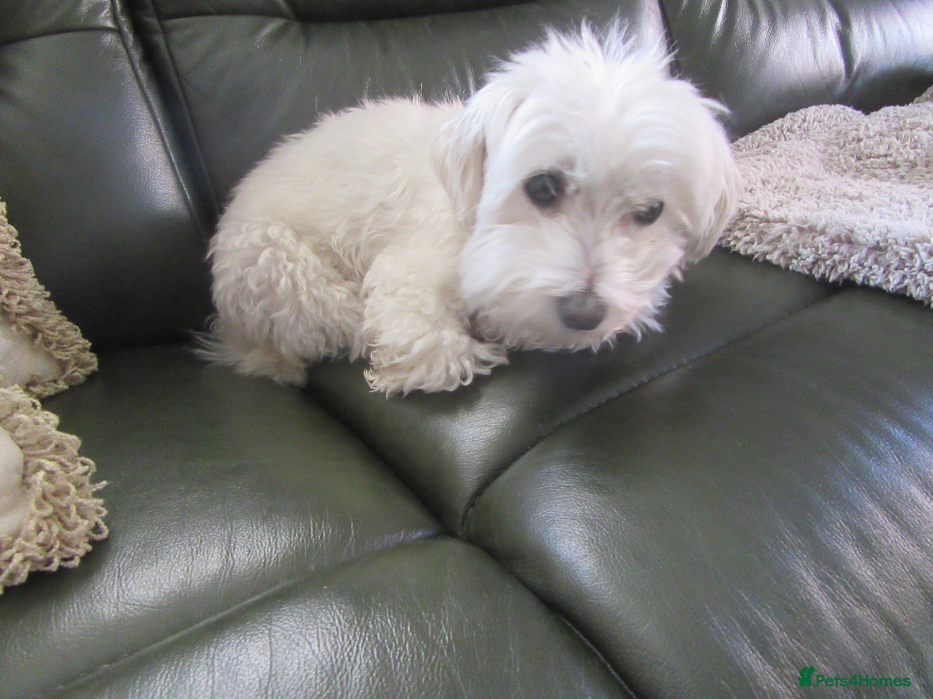 Maltese dogs Maltese - 7 year old girl - Advert 14