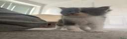 Mixed Breed cats for sale: Gorgeous ragdoll mixed breed  in Pontefract - Advert 3