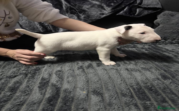 English Bull Terrier dogs - Advert 1