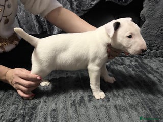 English Bull Terrier dogs KC Reg English bull terrier puppies - Advert 5
