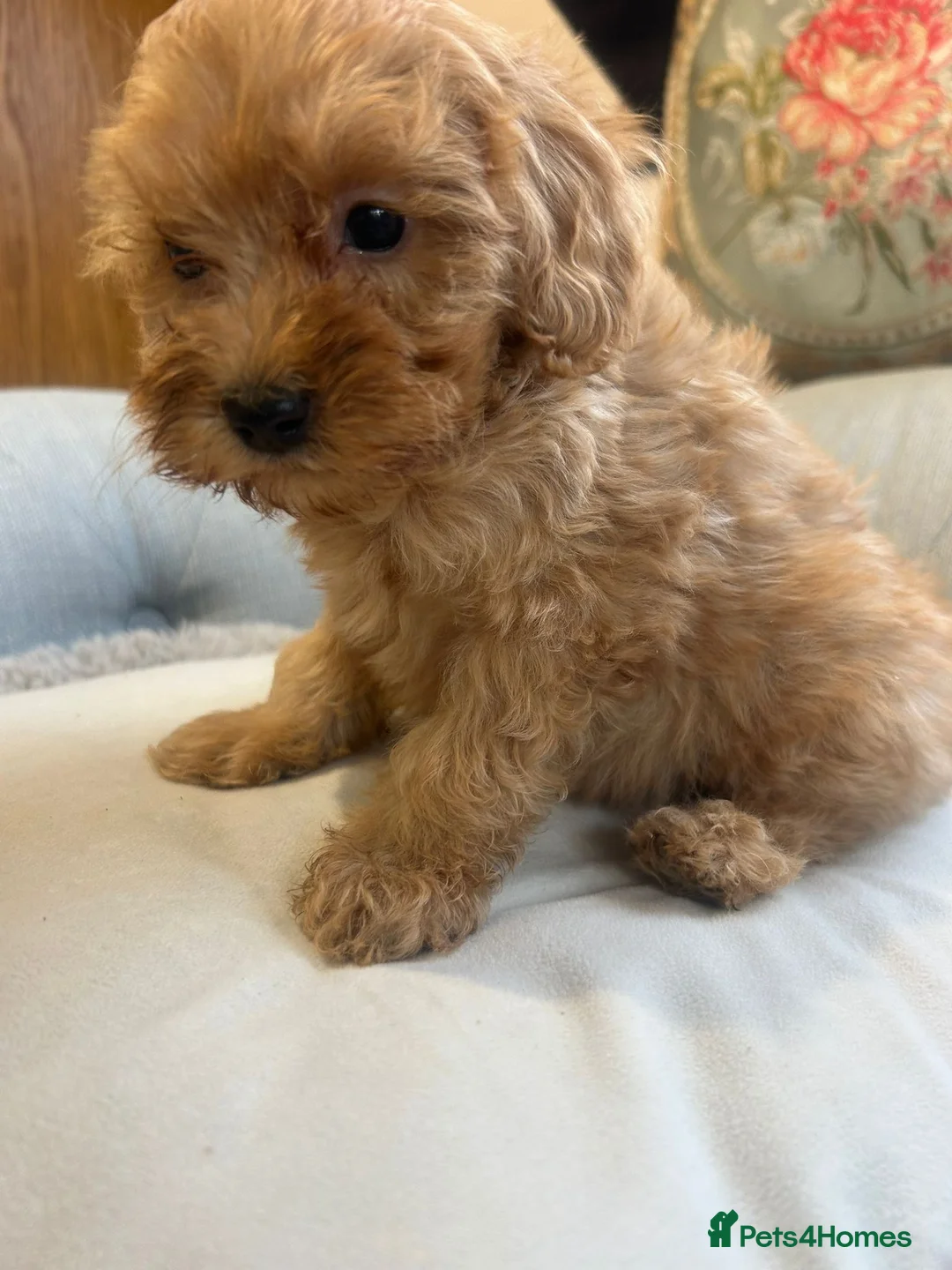 Cockapoo dogs for sale: Beautiful babies available  - Advert 23