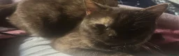 British Shorthair cats for sale:  Stunning Purebred GCCF BSH Tortoiseshell Girl - Advert 7