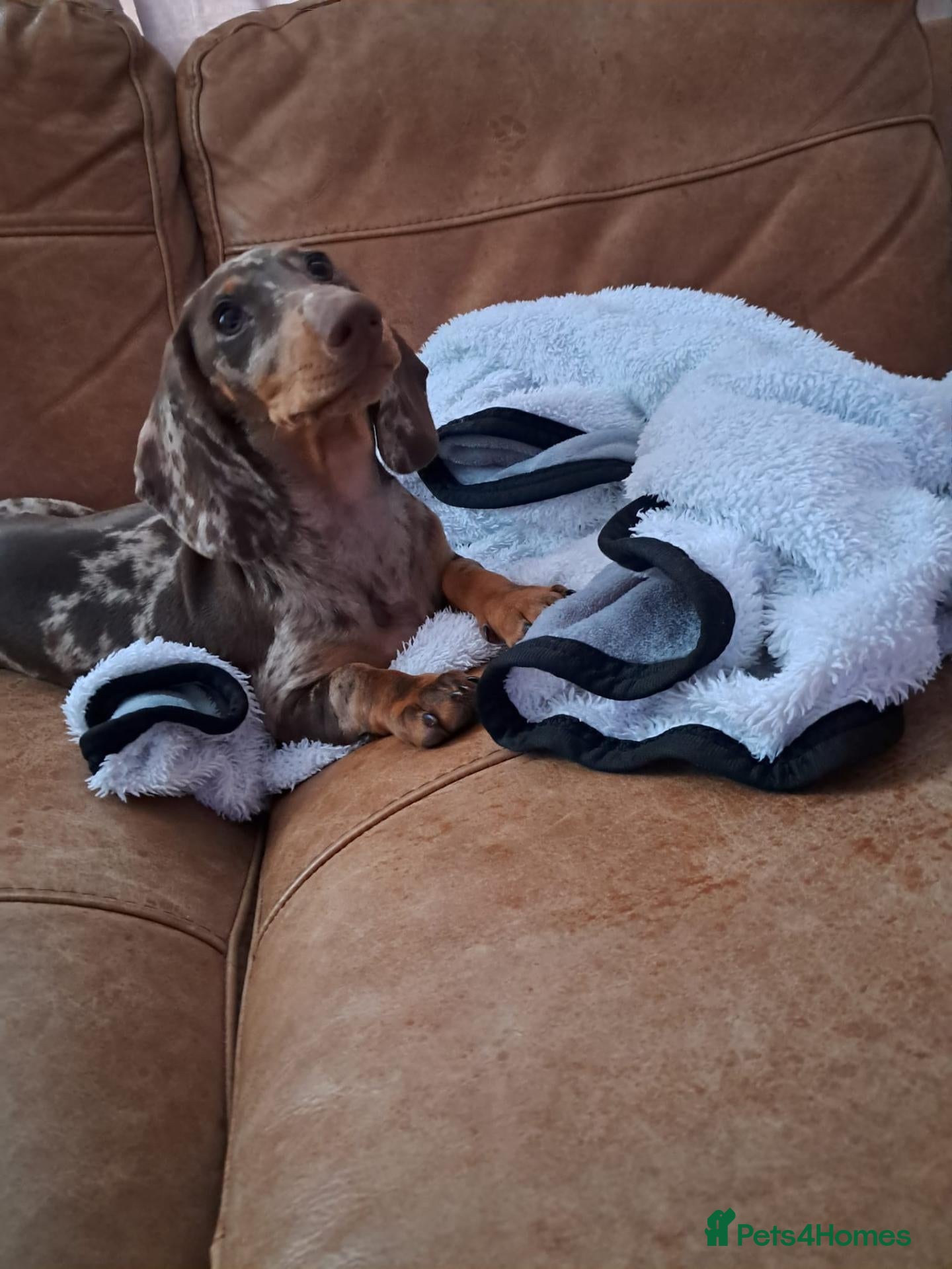 Dachshund dogs Dapple male dachshund 14 weeks old  - Advert 3