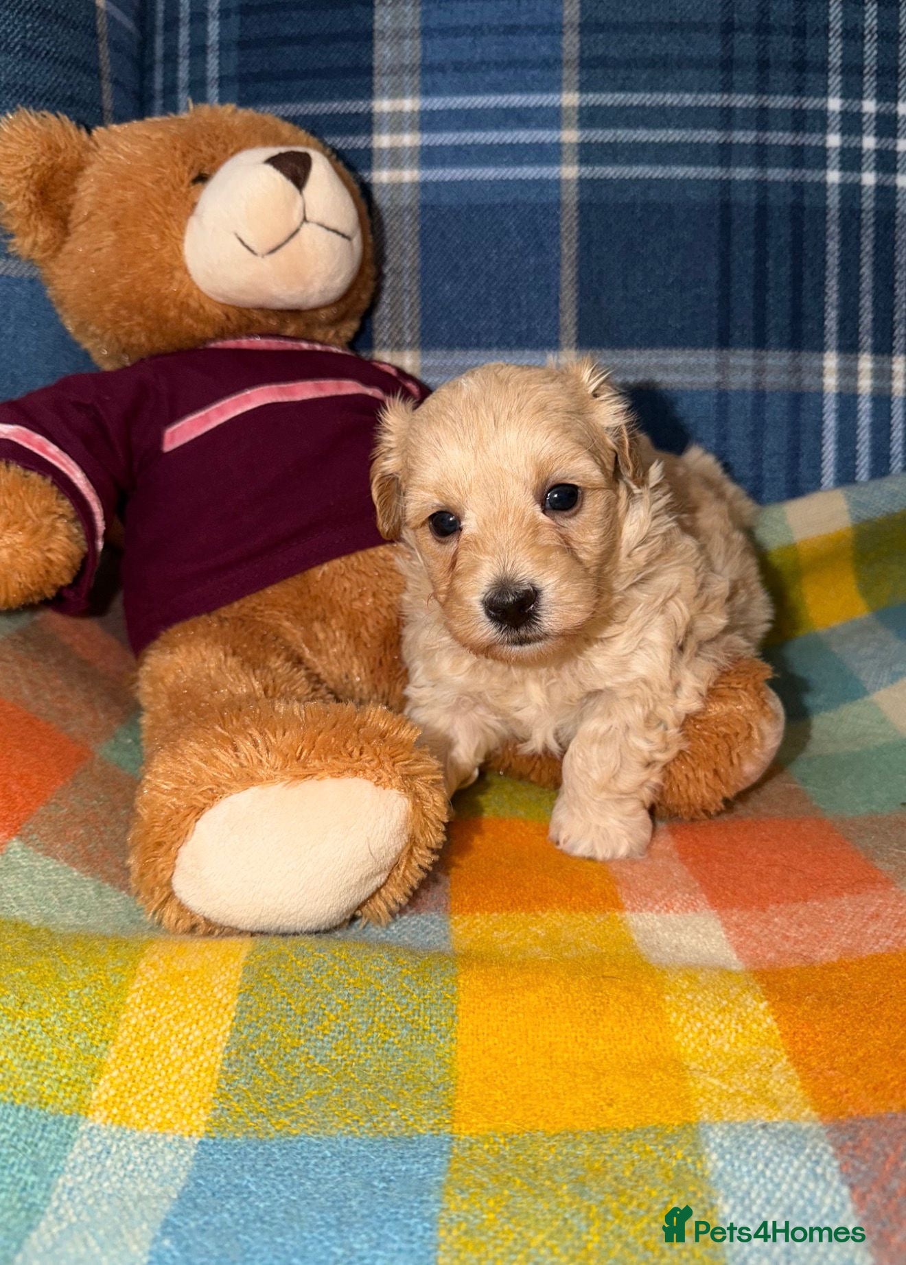 Maltipoo dogs Stunning Maltipoo Puppies  - Advert 2