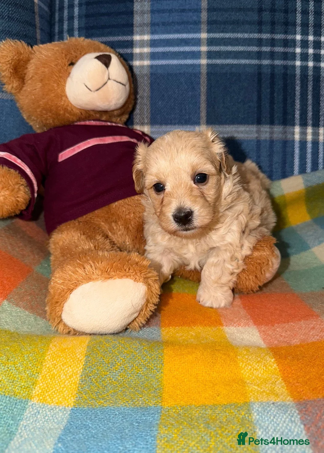 Maltipoo dogs for sale: 🩷💜Stunning Maltipoo Puppies💜🩷 - Advert 2