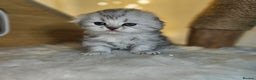Scottish Fold cats for sale: TICA Scottish fold show quilty kittenss london  - Advert 3