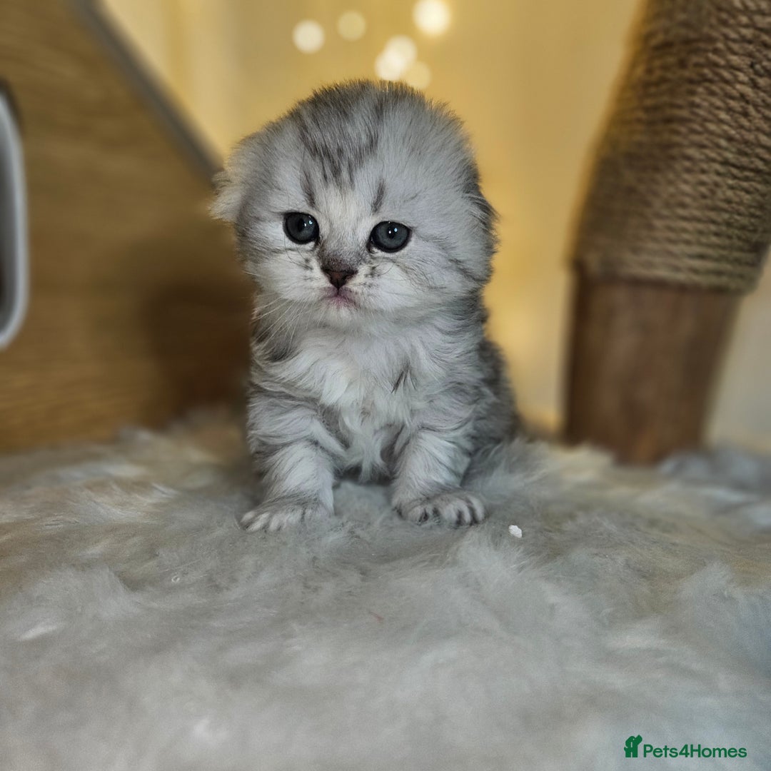 Scottish Fold cats for sale: TICA Scottish fold show quilty kittenss london  - Advert 3
