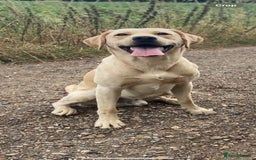 Labrador Retriever dogs for stud: Golden Lab for stud in Norfolk in Norwich - Image 4