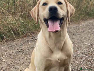 Labrador Retriever dogs Golden Lab for stud in Norfolk in Norwich - Advert 15
