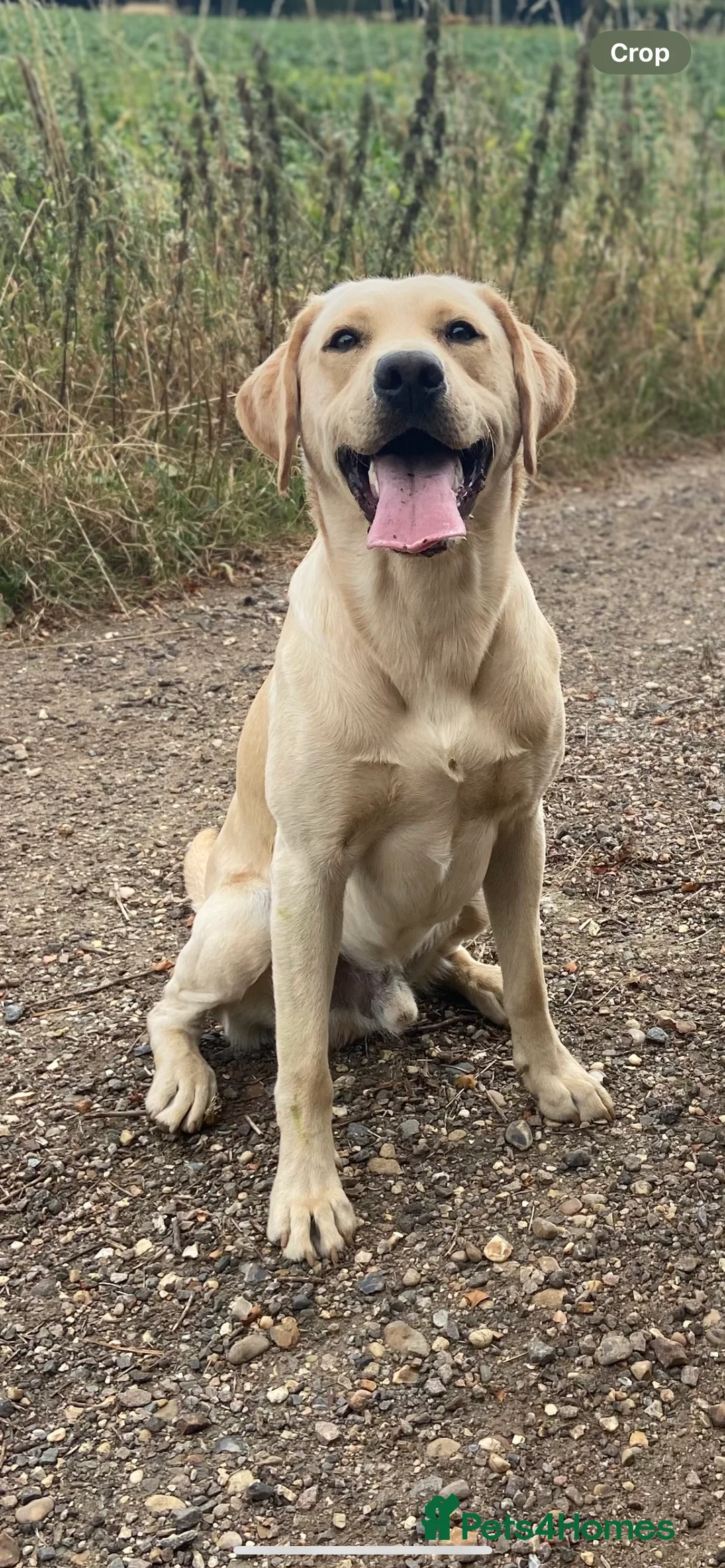 Labrador Retriever dogs for stud: Golden Lab for stud in Norfolk in Norwich - Advert 1