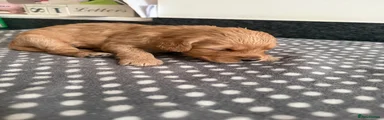Goldendoodle Puppy 8
