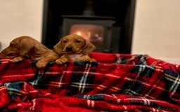 Miniature Dachshund dogs for sale: KC reg miniature smooth haired dachshunds  - Image 1