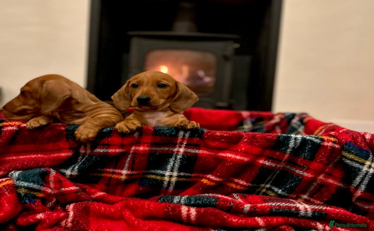 Miniature Dachshund dogs - Advert 3