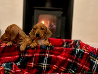 Miniature Dachshund dogs - Advert 2