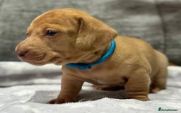 Miniature Dachshund dogs for sale: Beautiful KC Reg Miniature Dachshund Puppies - Image 3