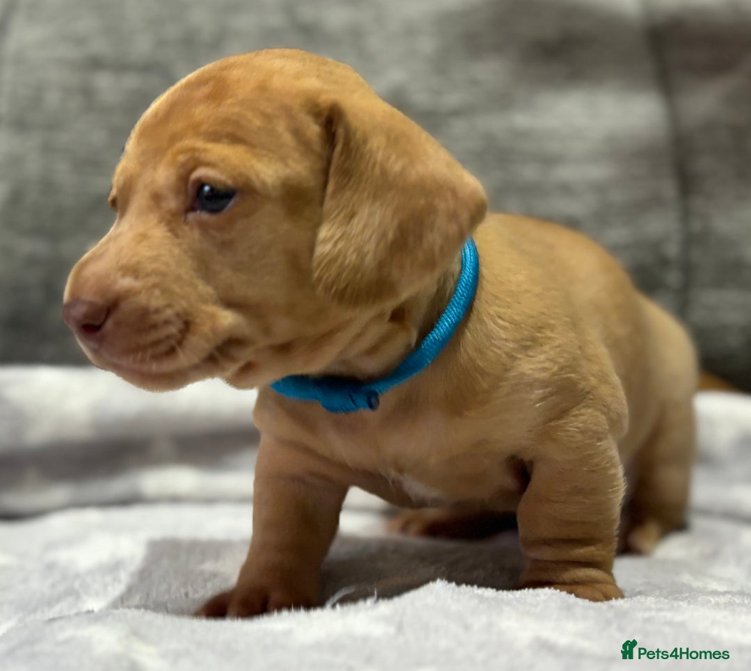 Miniature Dachshund dogs for sale: Beautiful KC Reg Miniature Dachshund Puppies - Image 3