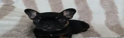 French Bulldog dogs for sale: Stunning liter of French Bulldog Puppies available in Plymouth - Advert 3