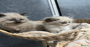 Siberian cats - Advert 5