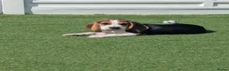 Beagle dogs for sale: Adorable Beagle Puppies  in Leicester - Advert 5