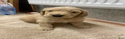 Mini Goldendoodle dogs for sale: Therapy lines 1 beautiful golden boy available  - Advert 2
