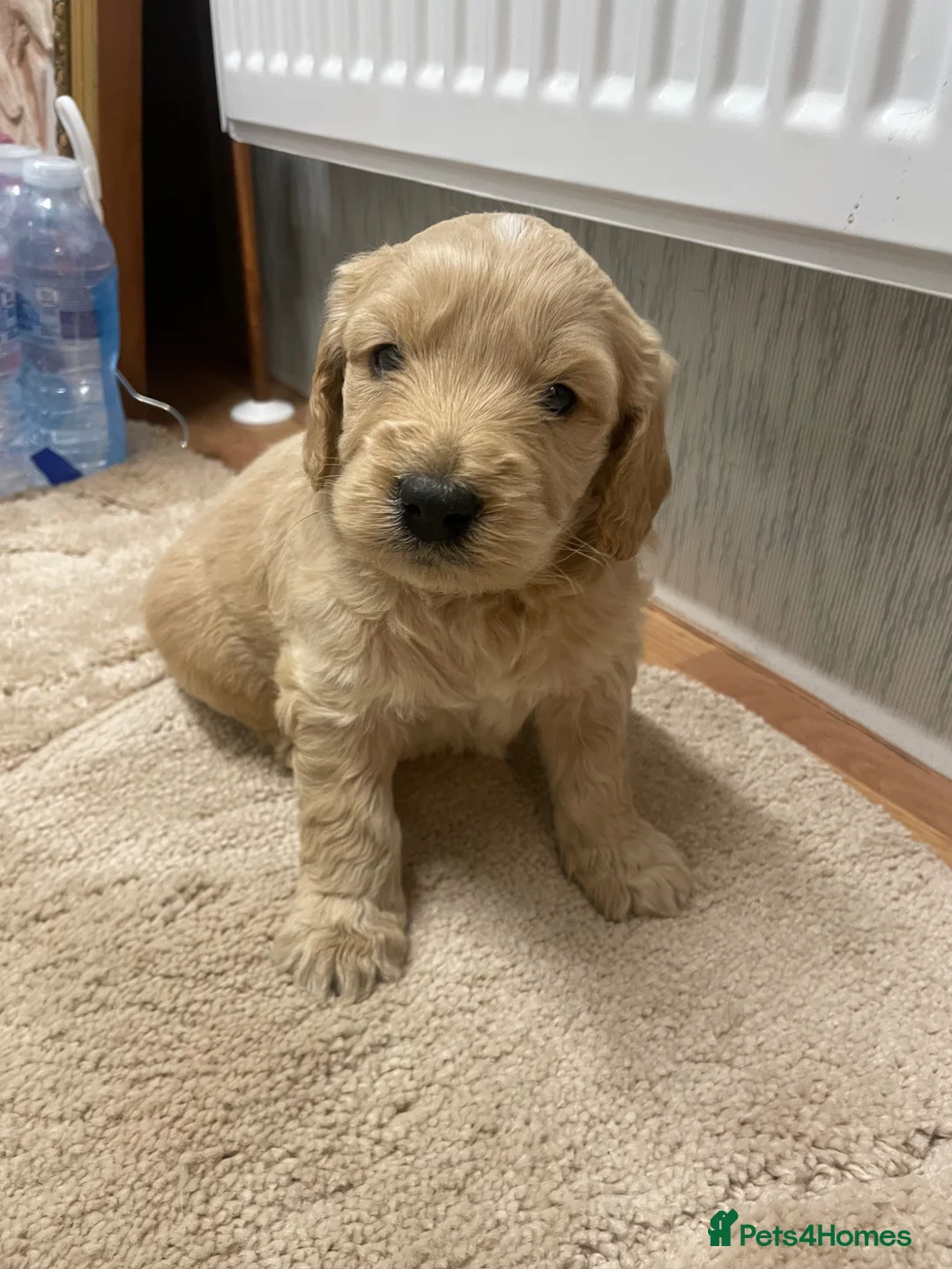 Mini Goldendoodle dogs for sale: Therapy lines 1 beautiful golden boy available  - Advert 2