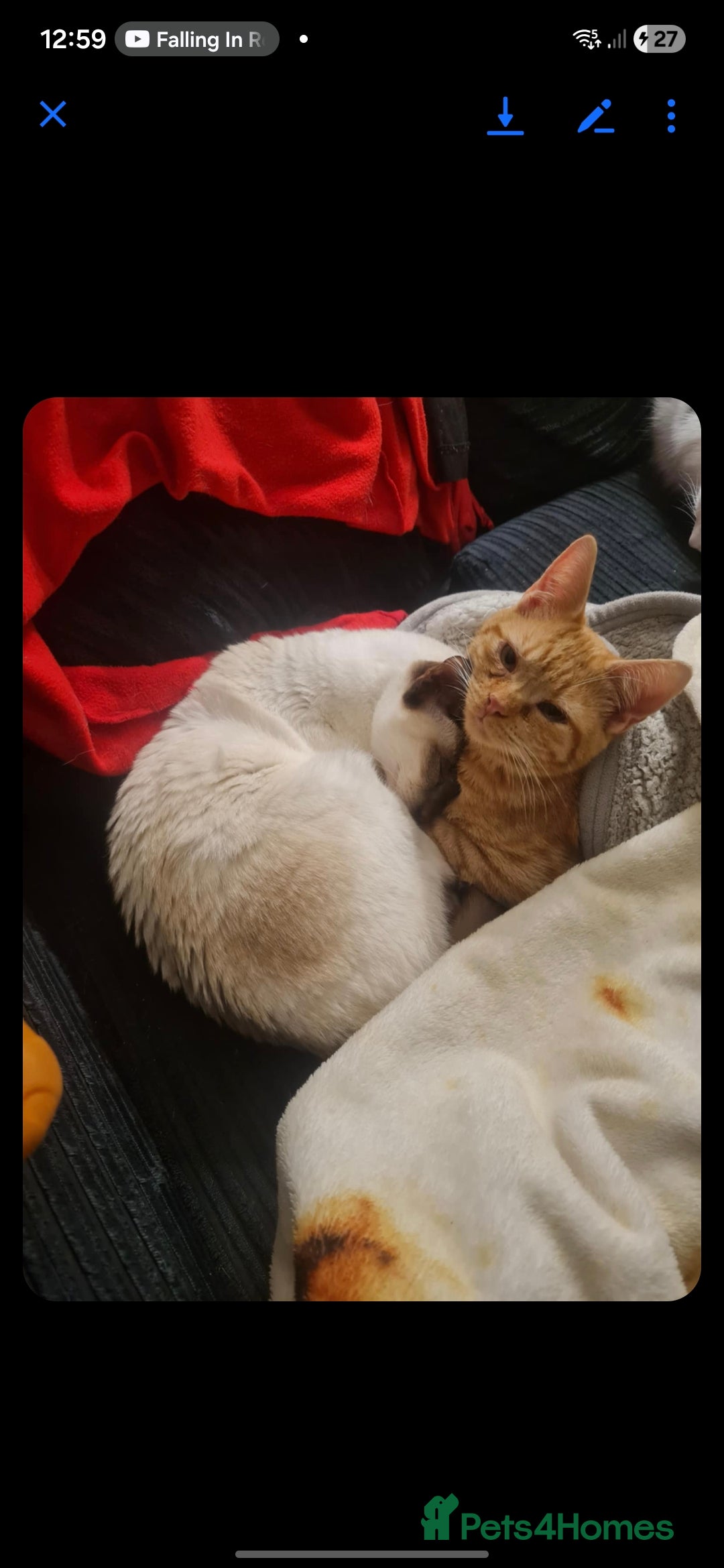 Siamese cats for sale: 3 x 2 y/o siamese males - Image 6