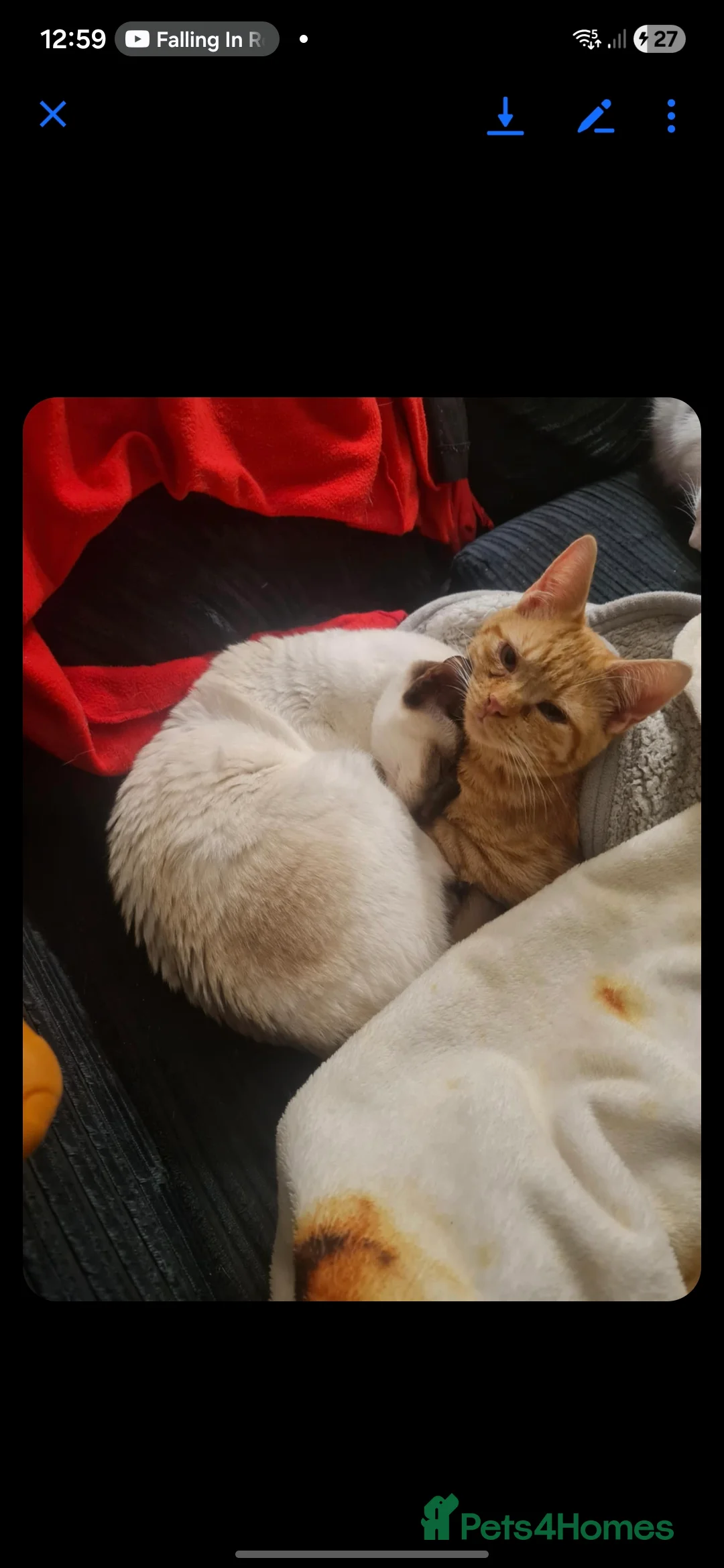 Siamese cats for sale: 3 x 2 y/o siamese males - Advert 6