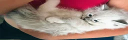 Ragdoll cats for sale: 🤍 BEAUTIFUL RAGDOLL KITTENS – READY NOW  - Advert 7