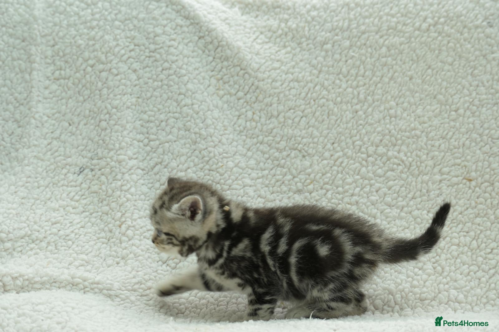 British Shorthair cats Gccf registered British Shorthair silver tabby's  - Advert 2