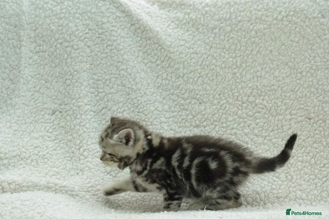 British Shorthair cats for sale: Gccf registered British Shorthair silver tabby's  - Advert 2