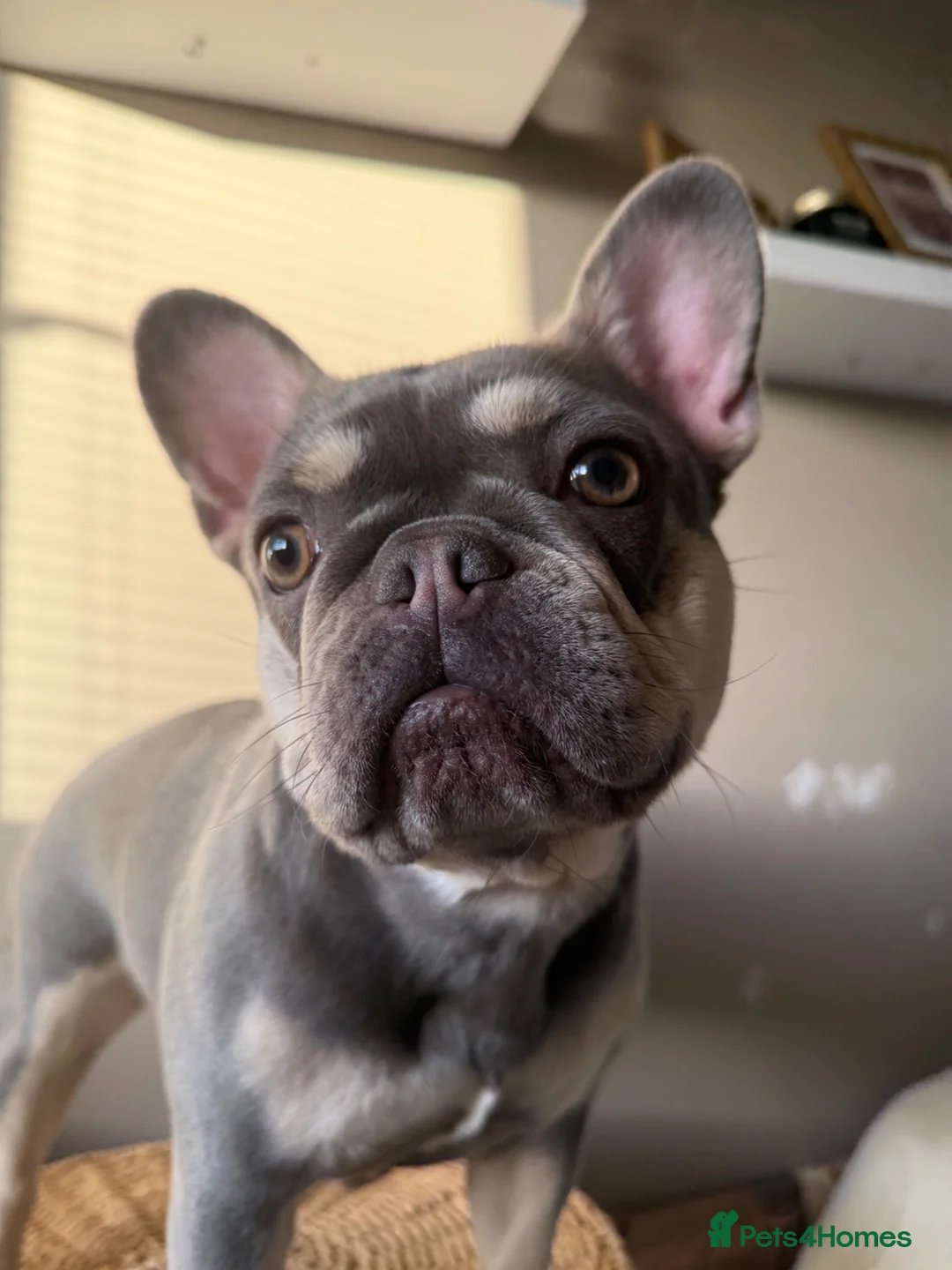 French Bulldog dogs for sale: 1 year old French bulldog  in Cheltenham - Advert 2