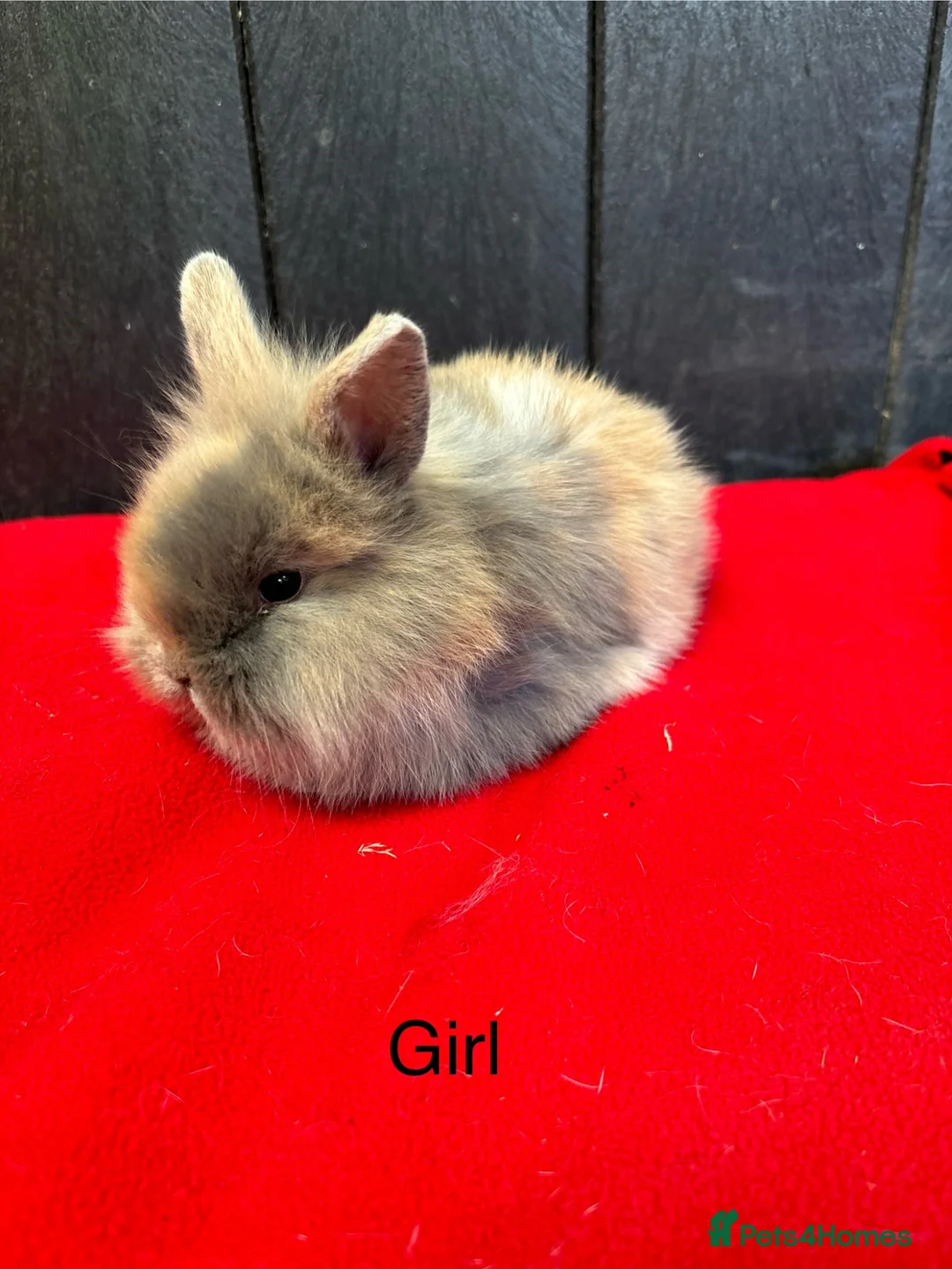 Mini Lop rabbits for sale: ⭐️⭐️⭐️Stunning mini lops⭐️⭐️⭐️ - Advert 1