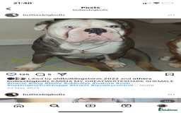 Olde English Bulldogge dogs for sale: Olde English bulldogges generational  - Image 11