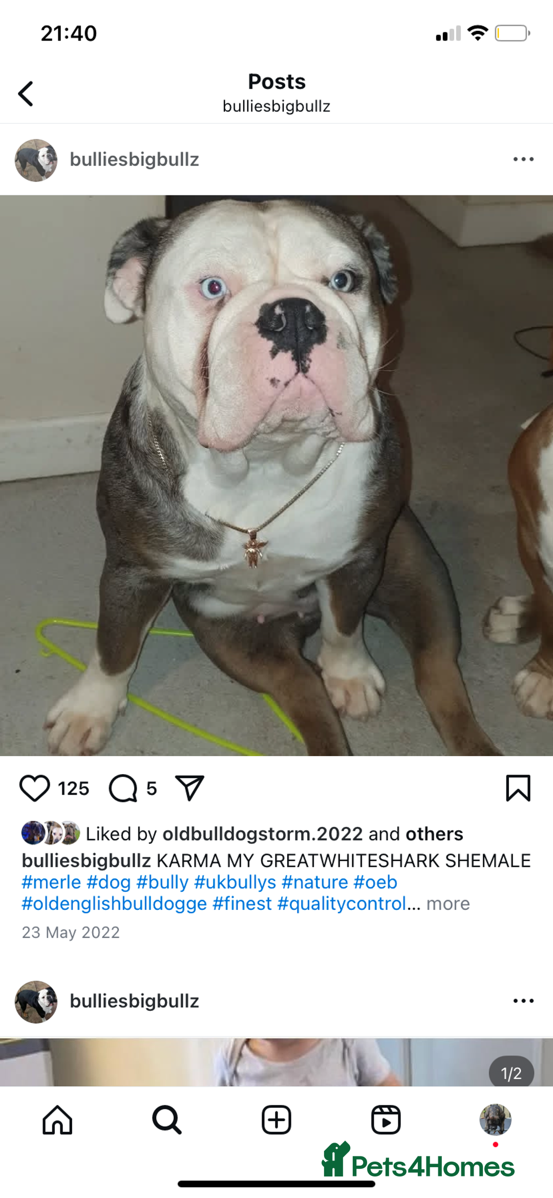 Olde English Bulldogge dogs for sale: Olde English bulldogges generational  - Image 11