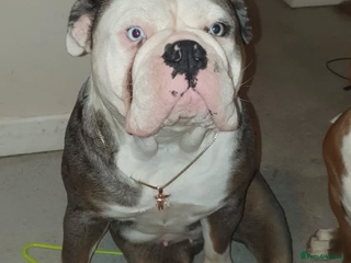 Olde English Bulldogge dogs Olde English bulldogges generational - Advert 1