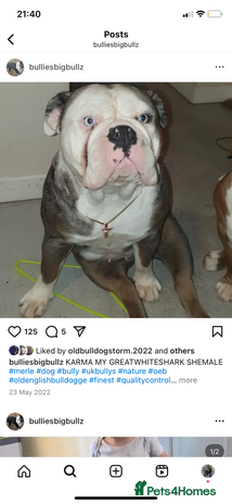 Olde English Bulldogge dogs Olde English bulldogges generational - Advert 1