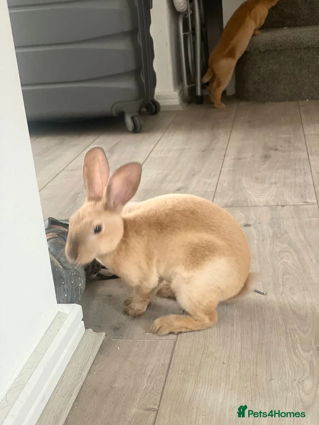 Rex rabbits for sale: Peach and Apricot need rehoming - Advert 4
