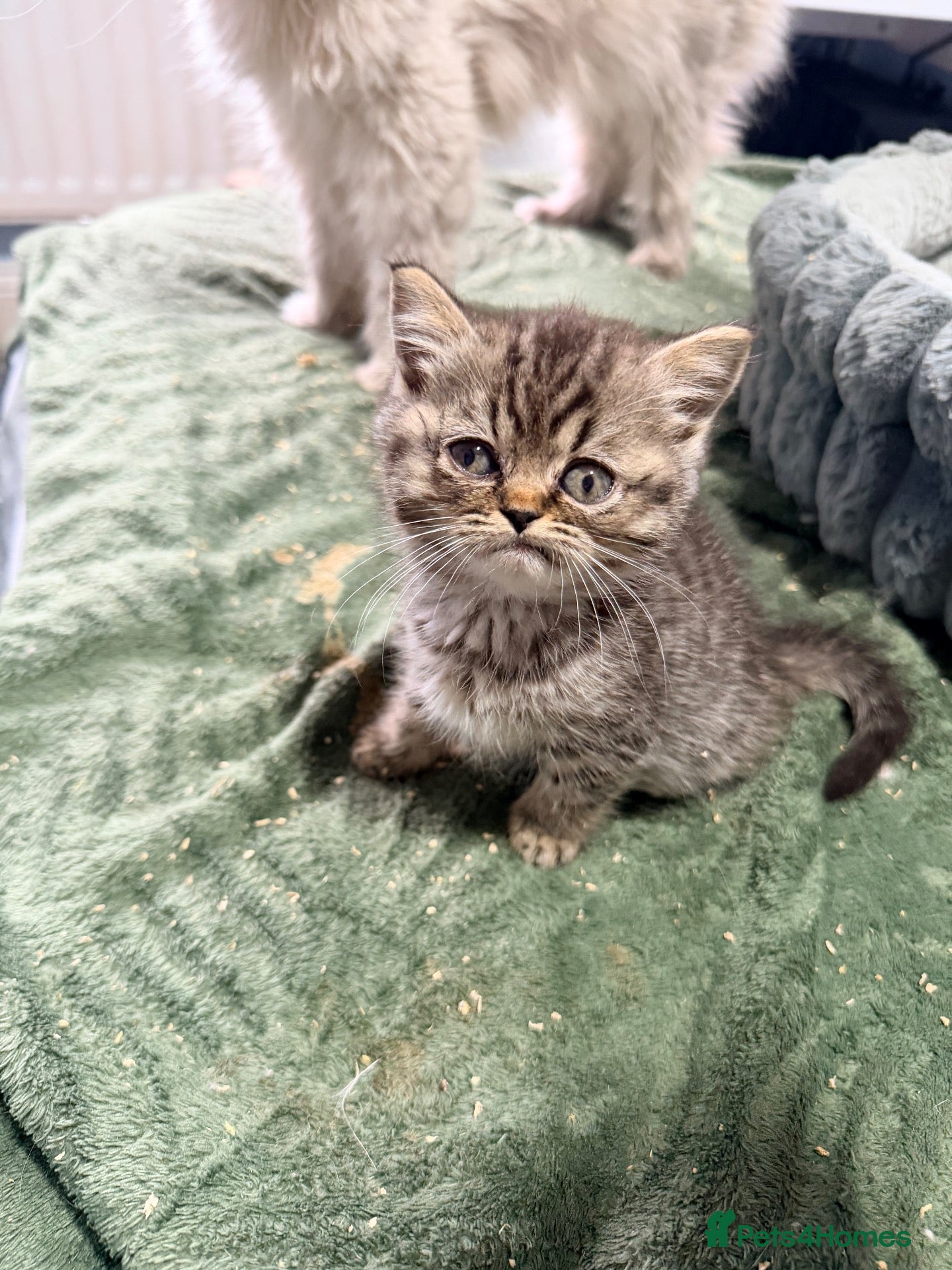 Mixed Breed cats 1 girl  READY NOW Scottish fold x BSH  - Advert 2