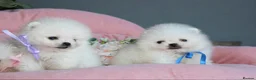Pomeranian dogs for sale: Tiny white KC Pomeranian girl in Hemel Hempstead - Advert 5
