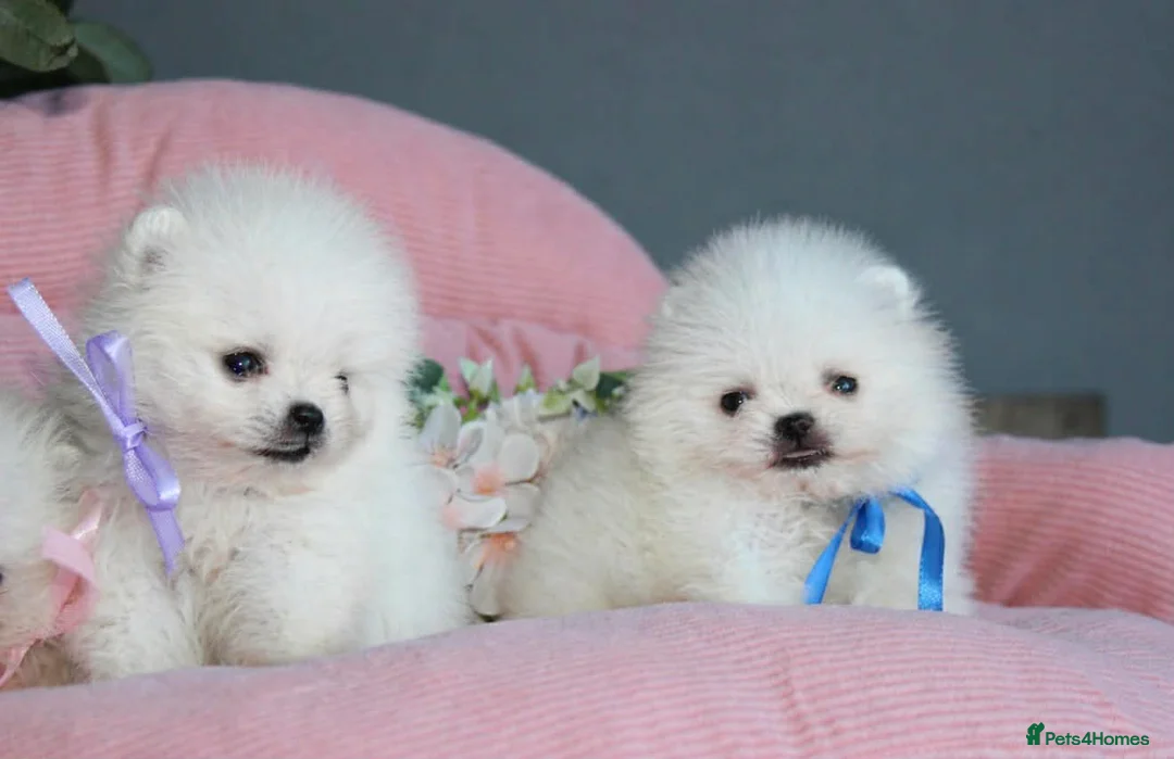 Pomeranian dogs for sale: Tiny white KC Pomeranian girl in Hemel Hempstead - Advert 5