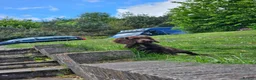 Sprocker dogs for sale: Male F1 sprocker pup - Advert 5