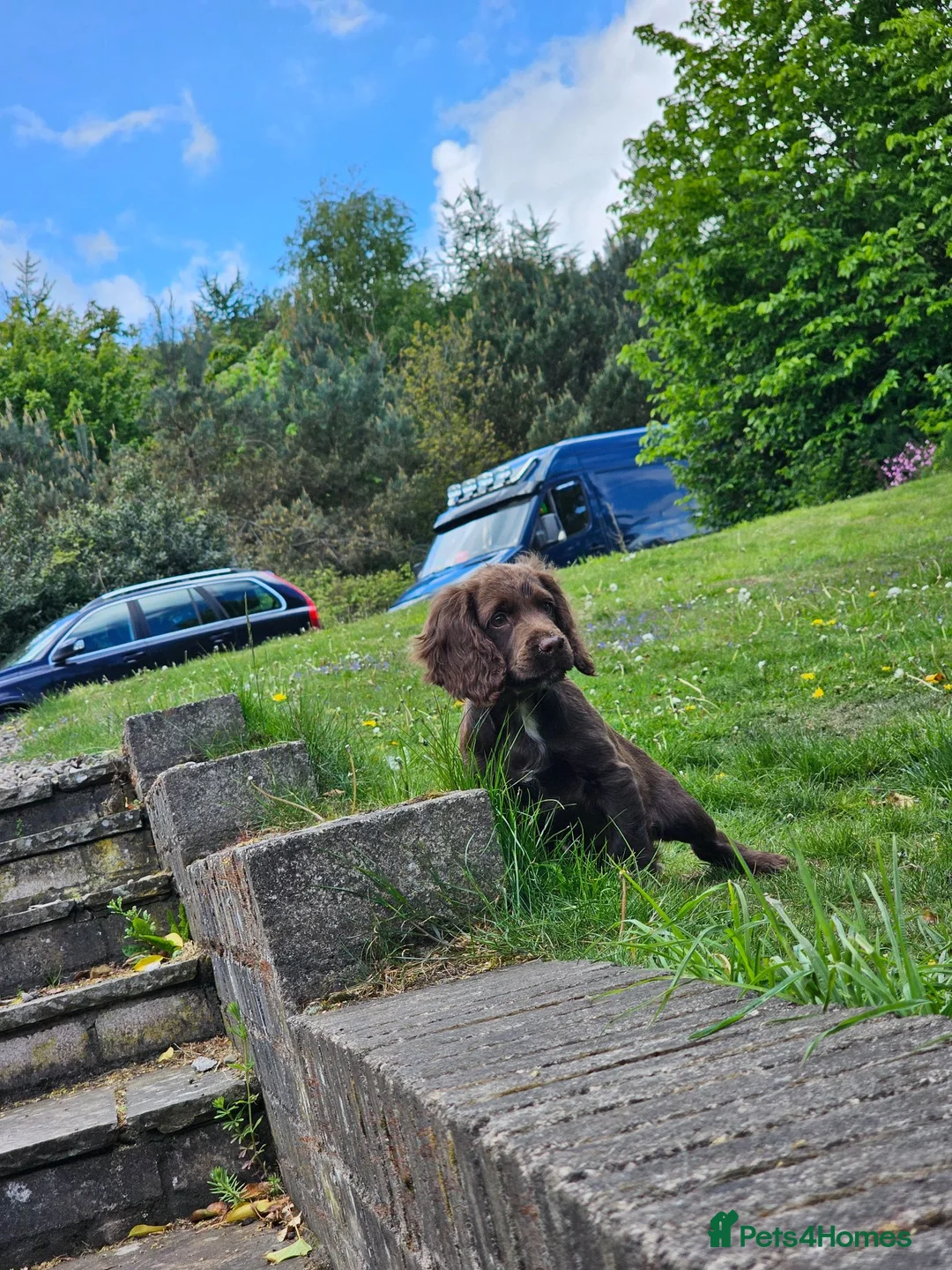 Sprocker dogs for sale: Male F1 sprocker pup - Advert 5