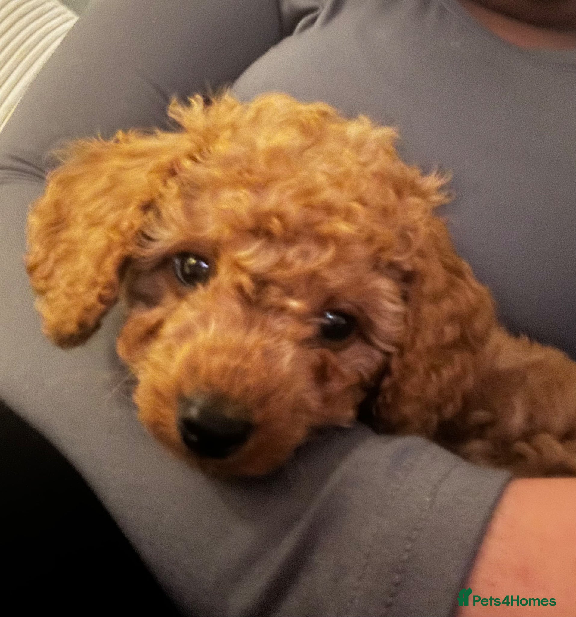 Cavapoo dogs Handsome cavapoo for sale - Advert 1