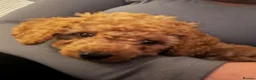 Cavapoo dogs for sale: Handsome cavapoo for sale in Croydon - Advert 1