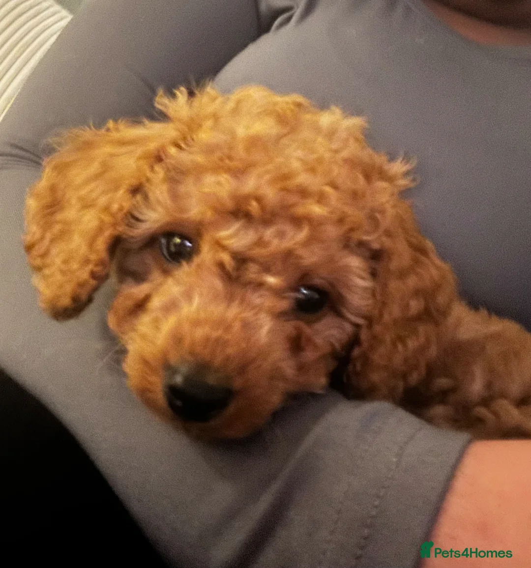 Cavapoo dogs for sale: Handsome cavapoo for sale in Croydon - Advert 1