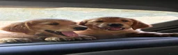 Golden Retriever dogs for sale: Dark Red Golden Retriever Pups in Burford - Advert 3