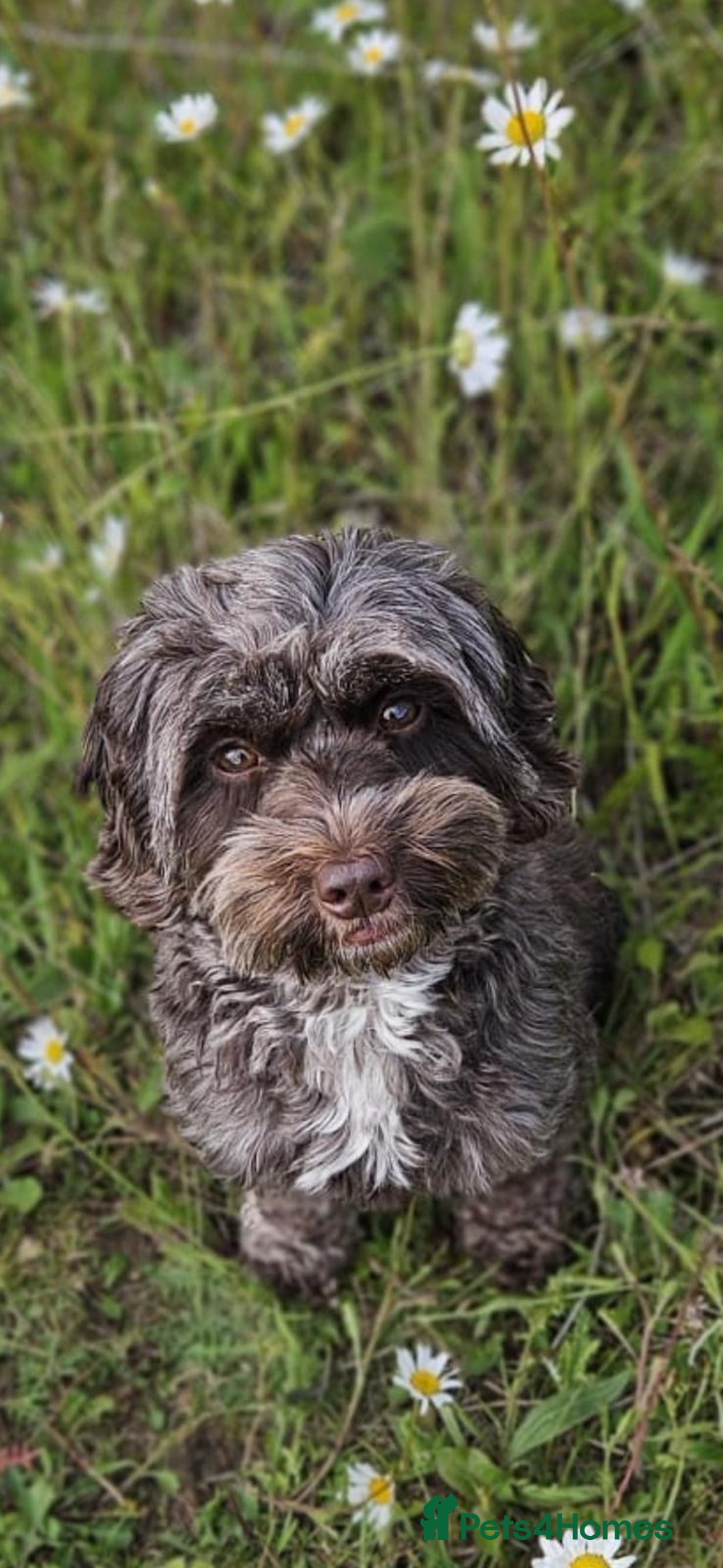 Cockapoo dogs for sale: STUNNING F2 cockapoo puppies for sale  - Advert 1