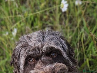 Cockapoo dogs STUNNING F2 cockapoo puppies for sale - Advert 2